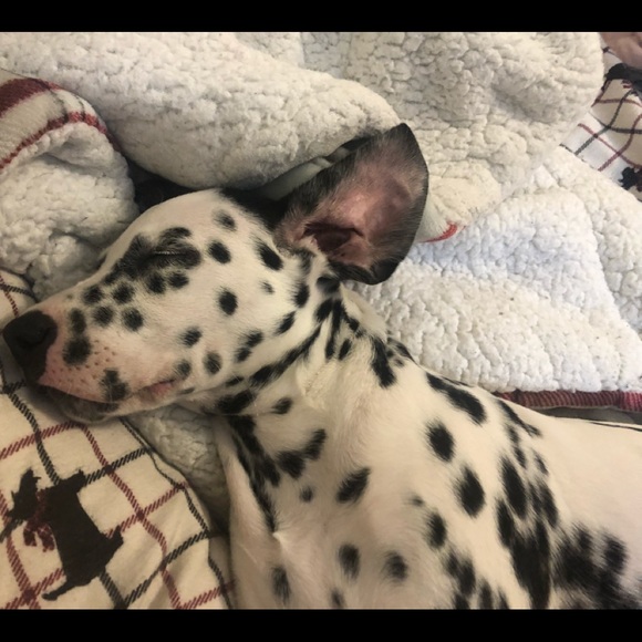 Meet your Posher, Maxx - Picture 2 of 4